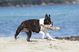 BOSTON TERRIER 302